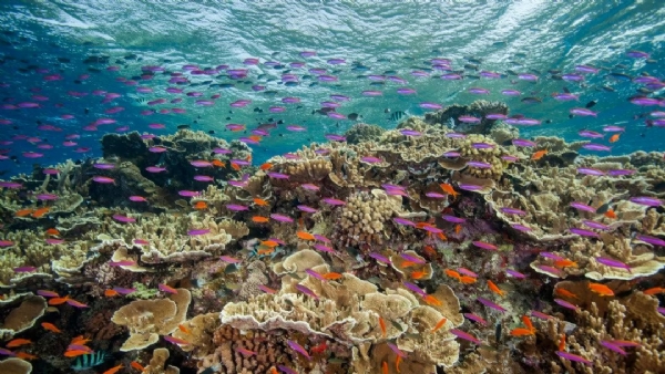 Great Barrier Reef