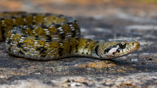 Beddome Keelback Snake