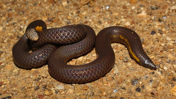 Sholakili Snake