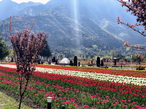 Srinagar Tulip Garden World Book of Records