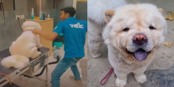 Inhuman act ! Pet clinic staff kicks & punches dog ; arrested after video goes viral