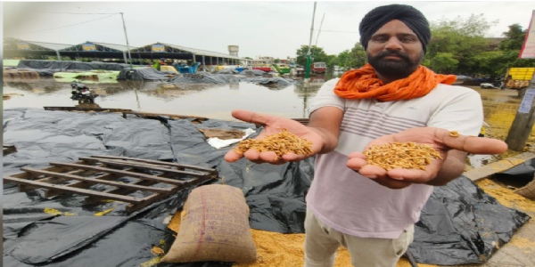 Golden harvest drowns in AAP’s neglect: Rs 20 crore paddy submerged as Mann govt fails to prepare mandis in Punjab
