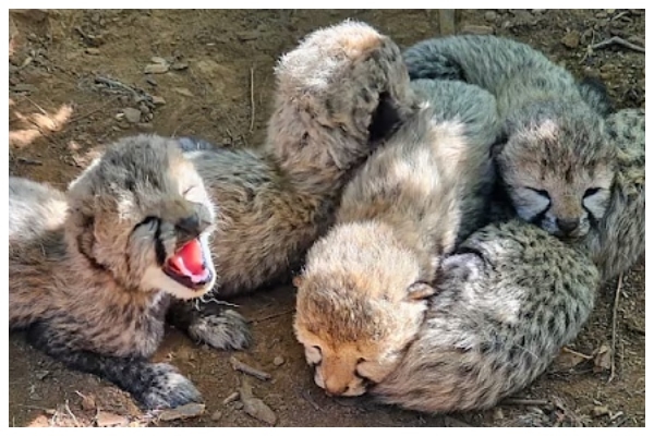Cheetah population 