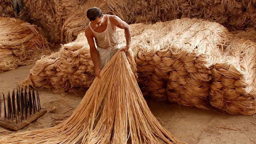 Jute