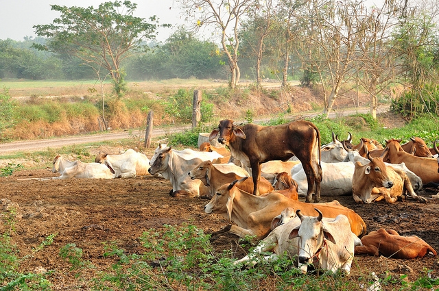 india cattle
