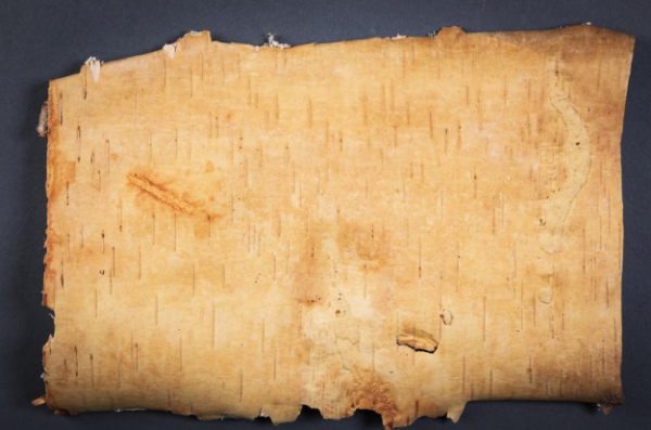 Birch Bark