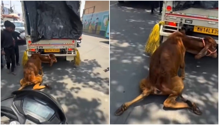 Cow dragged on streets in Pune
