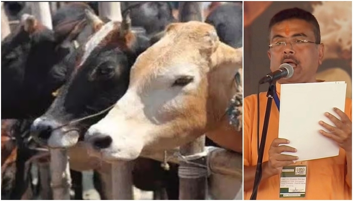 cattle slaughter newsbharati 