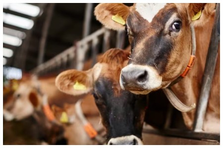 Calcutta HC upholds Bengal’s cattle slaughter rules ahead of Bakri Eid, all you need to know
