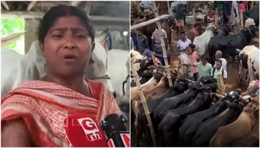 West Bengal: Muslims refuse to buy cattle ahead of Bakrid, Bengal citizens protest, but Gaumata saved