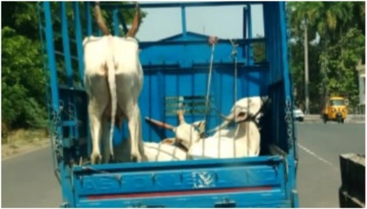 Pune: Baramati Police raids illegal cow slaughter shed, saves 3 Khillari indigenous cows; Bilal Qureshi and 2 others arrested