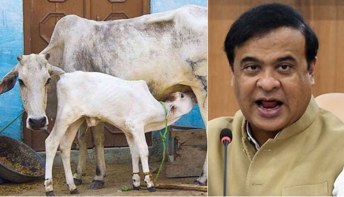 Assam Cow slaughter