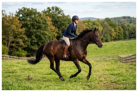 Delhi HC Upholds Selection of India’s Dressage Team for Asian Games