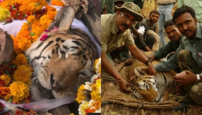 World Tiger Day