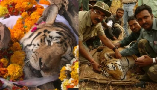 On World Tiger Day, remembering Collarwali, the Queen who helped India roar again