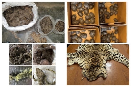 wildlife trafficking operations
