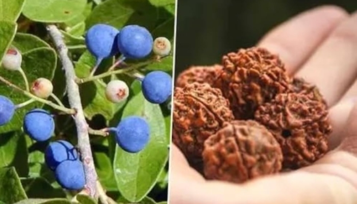 Rudraksha