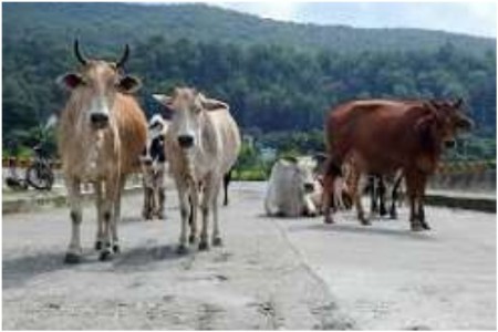 SC to constitute special bench to hear NHAI plea on stray cattle shelters