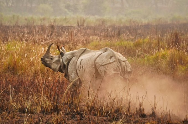 rhino