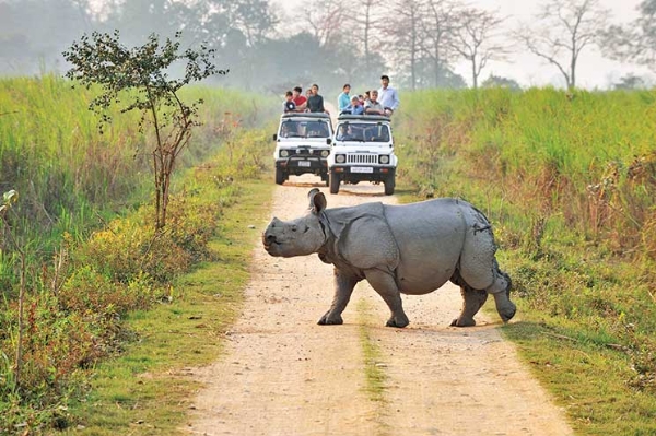 rhino