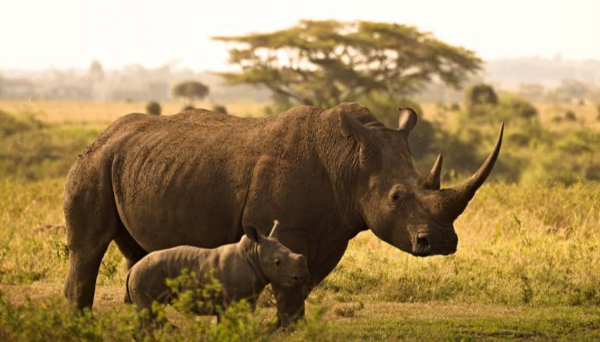 rhino
