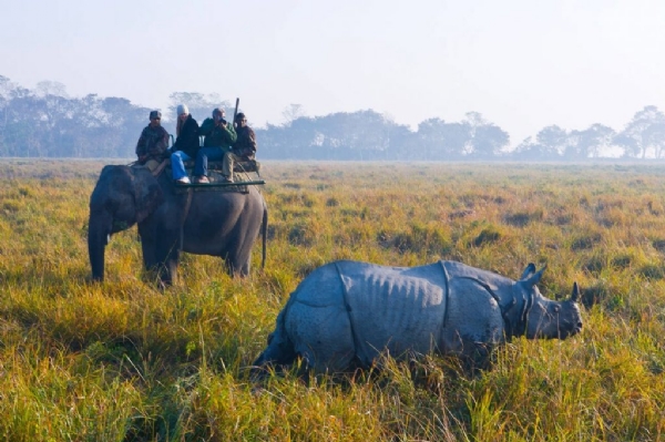 rhino
