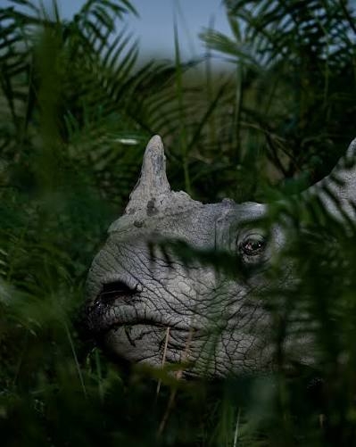 rhino