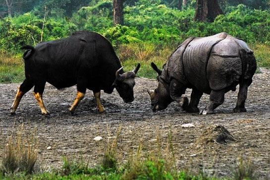 rhino