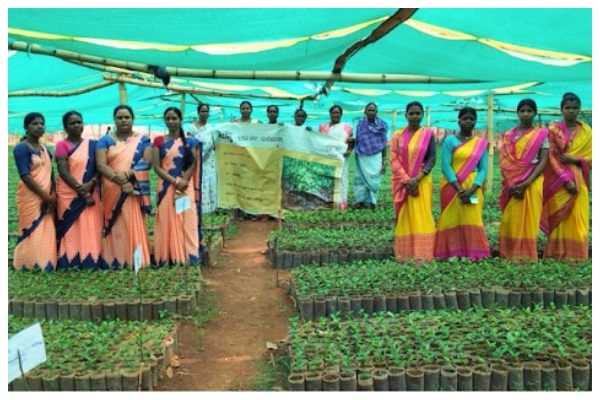 Coffee Nursery